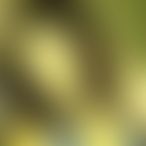 SwingerpaarB_B 2